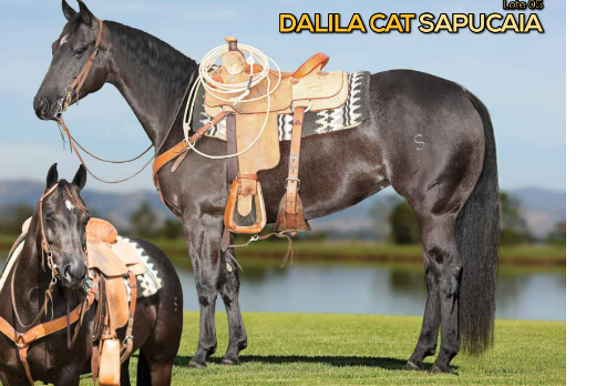 DALILA CAT SAPUCAIA